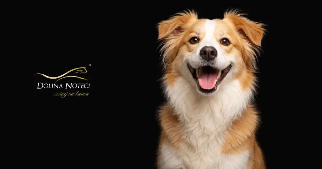 Synergia Google & Meta Ads dla Doliny Noteci: 2,8 mln wyświetleń i ROAS 2211% w 10 dni